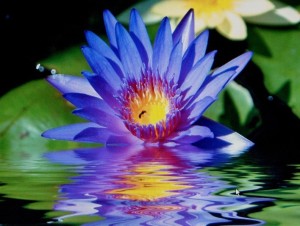 lotus-bleu-aq3