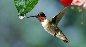 colibri et goutte d'eau